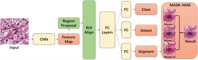 Segmentation and Classification in Digital Pathology for Glioma Research: Challenges and Deep Learning Approaches